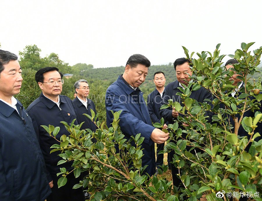 光山油茶籽榨油設備，山茶籽油榨油機廠家(圖1)