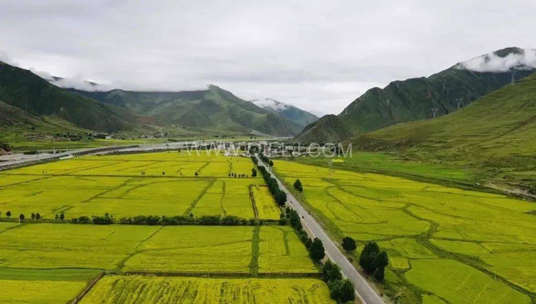 西藏企鵝糧油機械設(shè)備案例之墨竹工卡縣小油菜榨油廠項目(圖7)